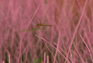 grasshopper on the grass