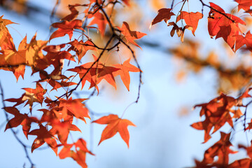 Beijing autumn ditan park view beautiful fall