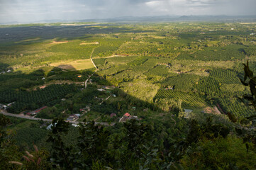 vineyard in the morning