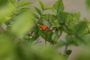 ladybird on a leaf
