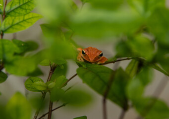 butterfly on a leaf