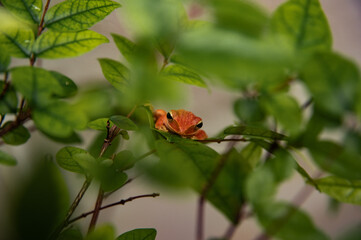 butterfly on a flower