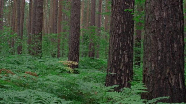 Ferns and Pine tree trunks growing in a wild green forest.