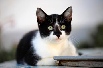Two-colored cat lying down resting