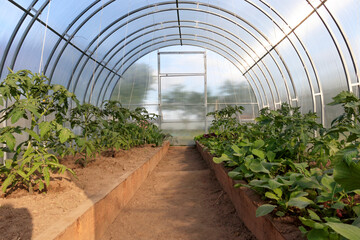 greenhouse. Rows of young Bio lust tomatoes growing in the grower's nursery for his own...