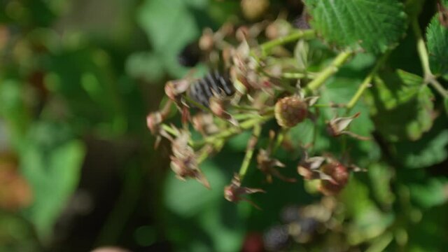 Person picking ripe blackberry from the bush.