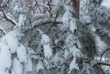 Selbstklebende Fototapeten Frozen tree © Galyna Andrushko