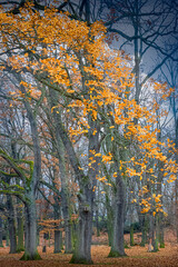 Fototapeta premium Fall colored orange leaves falloing to the ground in a beech forest