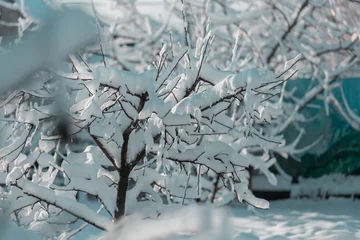  Winter forest © Galyna Andrushko