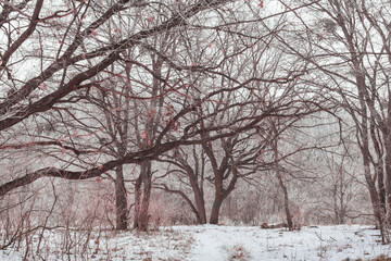 Winter forest