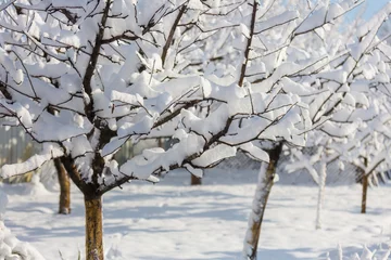 Fotobehang Winter forest © Galyna Andrushko