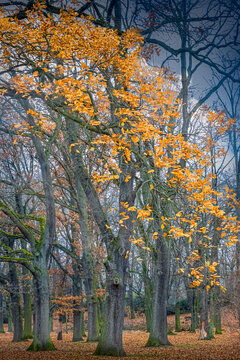 Fall colored orange leaves falloing to the ground in a beech forest