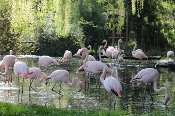 Flamants roses