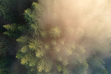 Fototapeta na wymiar Aerial view of brightly illuminated with sunlight beams foggy dark forest with pine trees at autumn sunrise. Amazing wild woodland at misty dawn. Environment and nature protection concept