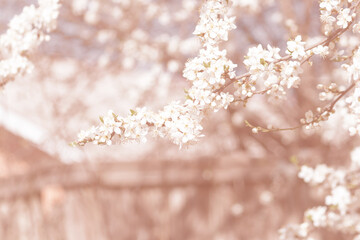 Naklejka premium Flowers blooming blossom blurred spring background toned in Calming Coral.