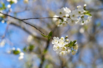 Close up of fresh white blooming flowers on a tree branches with blurred blue sky background in early spring.