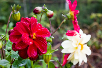 Fototapeta na wymiar Dahlias in the garden in summer
