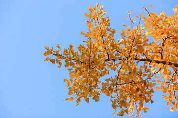 Beijing autumn ditan park view beautiful fall