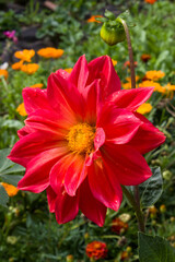 Dahlias in the garden in summer