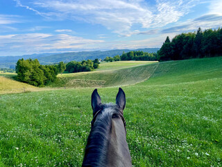 POV: Dark brown horse gazes at the picturesque spring colored countryside.
