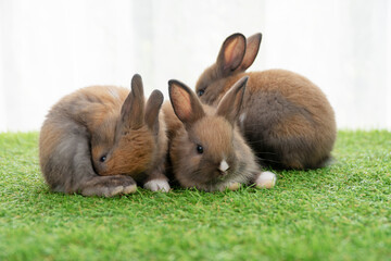 Group tiny furry baby rabbit bunny brown white sitting together on the green grass. Adorable baby bunny playful on the meadow. Easter family animal bunny concept