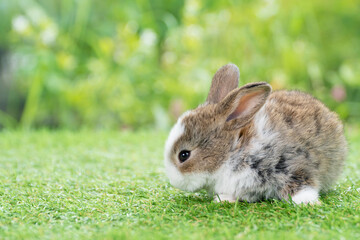 Lovely furry baby rabbit bunny white and brown looking at something while sitting on green grass over bokeh nature background. Easter animal new born bunny concept.