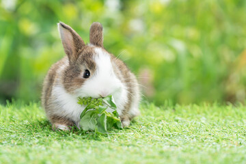 Adorable baby rabbit bunny white brown eating vegetable while sitting on green grass over bokeh nature background. Easter bunny animal concept.