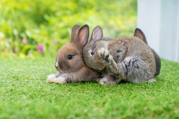Two cuddly furry rabbit bunny sitting and playful together on green grass over natural background. Easter newborn bunny family concept.