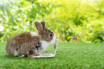 Newborn tiny rabbit bunny with small laptop sitting on the green grass. Lovely brown white baby rabbit looking at notebook on lawn natural background. Easter fluffy rodent concept