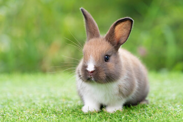 Lovely furry baby rabbit white and brown bunny looking at something while sitting on green grass over bokeh nature background. Easter animal new born bunny concept.