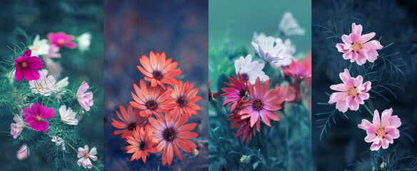 flowers, collage, colors of nature