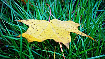 Żółty liść klony leżący na trawie © Remigiusz