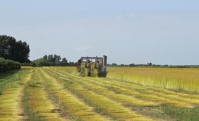 a flax puller is pulling out two rows of ripe flax plants in a large field in the dutch countryside in summer