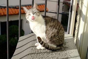 猫　ペット　可愛い猫