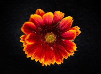 Studio shot of flower on black background. Close up.
