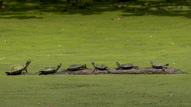 Beautiful shot of some turtles in a zoo during the day