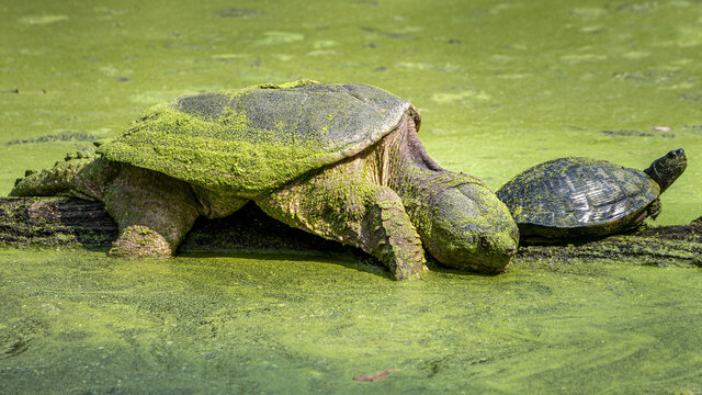 Beautiful shot of some turtles in a zoo during the day