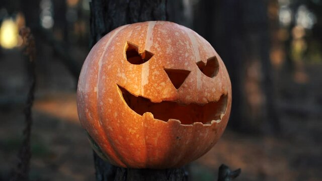pumpkin for Halloween lies in the woods