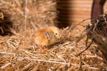 Girl strokes cute fluffy little Easter ducklings who sit in the nest.