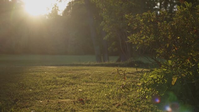 Dreamy late summer sunset on a meadow.