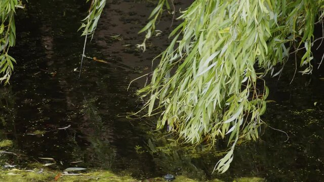 Willow touching water with its leaves.