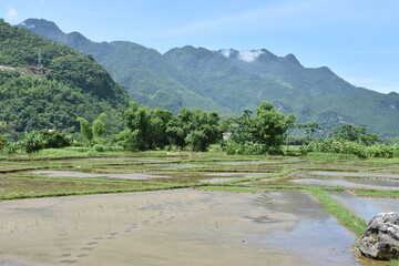 Flooded Rice Paddies in Midday Sun with Mountain Backdrop, Mai Chau, Vietnam