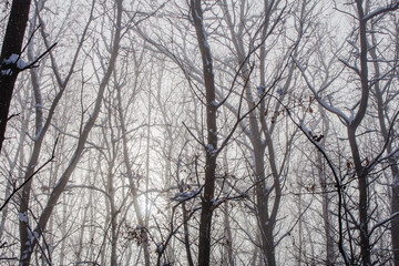 Fototapeta na wymiar fog in the forest..