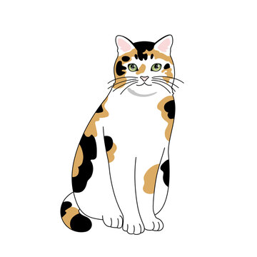 三毛猫 の画像 29 230 件の Stock 写真 ベクターおよびビデオ Adobe Stock