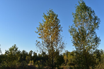 Obraz premium trees and sky