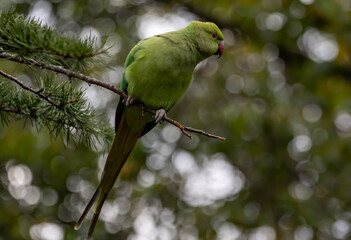Shallow focus of a green Newton's parakeet parrot