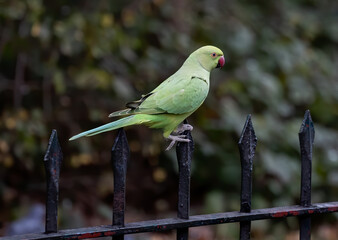 Focus of a green Newton's parakeet parrot