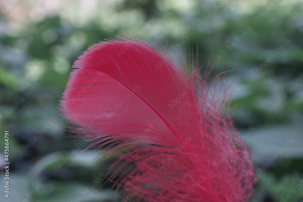 Poster Close up Beautiful one Bird feather on a bokeh.  Pattern background for design texture.