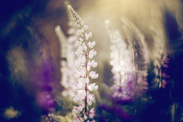 Wild-growing flowers of a lupine