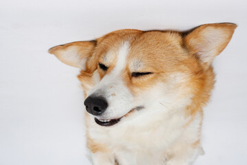 Portrait of cute puppy corgi. Little smiling dog on gray background. Free space for text.